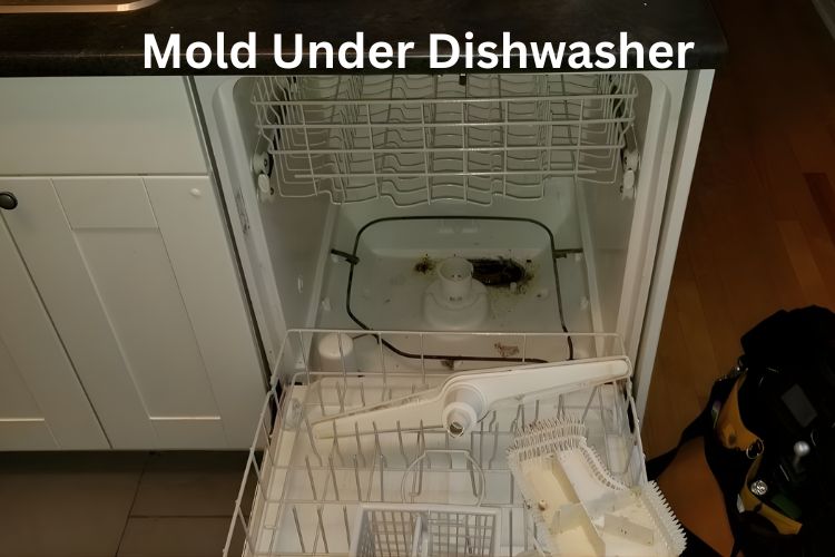 mold under dishwasher